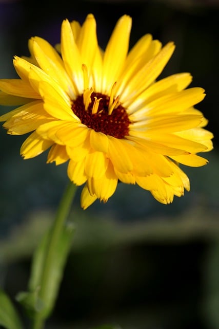 Descargue gratis la imagen gratuita de la flor de la planta de la flor de caléndula para editarla con el editor de imágenes en línea gratuito GIMP