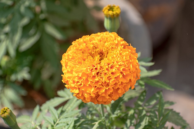 Free download marigold flower plant tagetes free picture to be edited with GIMP free online image editor
