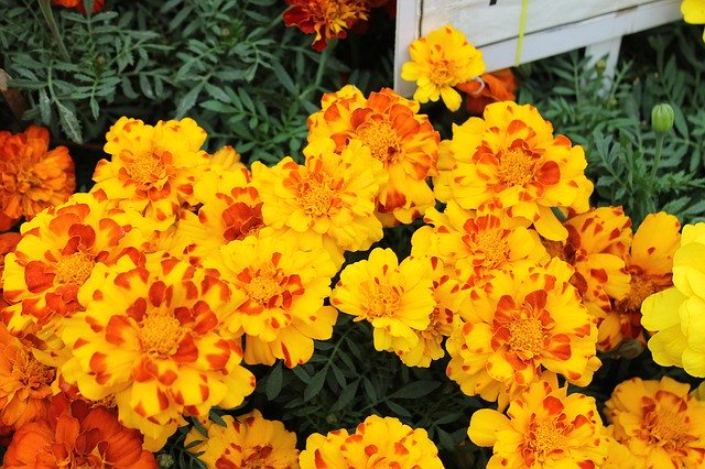 Free download Marigold Flowers Garden -  free photo or picture to be edited with GIMP online image editor