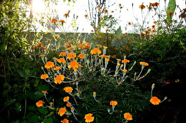 Bezpłatne pobieranie Marigold Flowers Nature - bezpłatne zdjęcie lub obraz do edycji za pomocą internetowego edytora obrazów GIMP