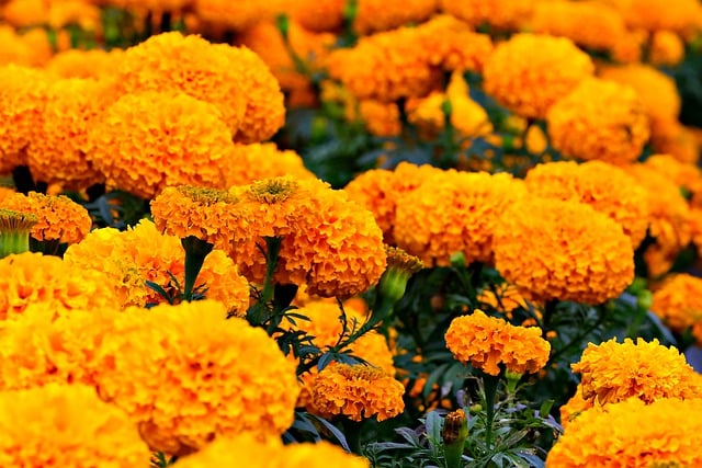 Download grátis de flores de calêndula, flores de laranja, imagem gratuita para ser editada com o editor de imagens on-line gratuito do GIMP