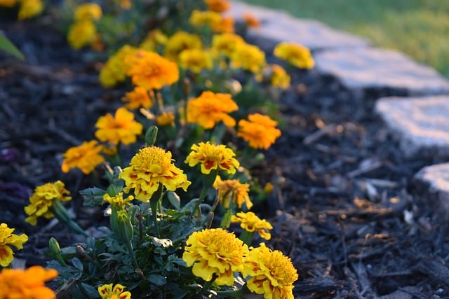 Free download marigold flowers plants free picture to be edited with GIMP free online image editor