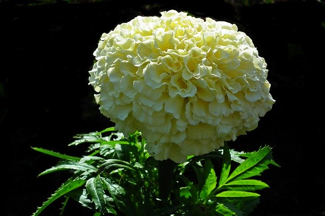 Descarga gratuita Marigold Flower Spring: foto o imagen gratuita para editar con el editor de imágenes en línea GIMP