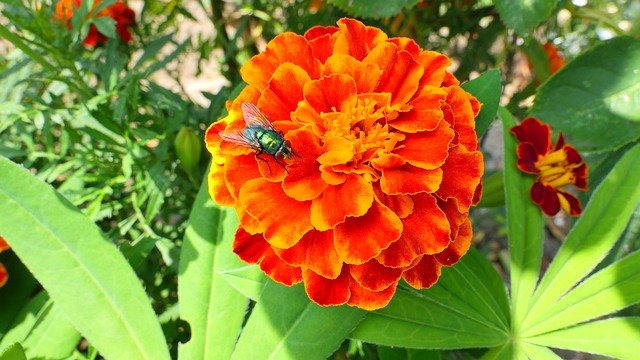 Free download Marigold Flower Summer -  free photo or picture to be edited with GIMP online image editor