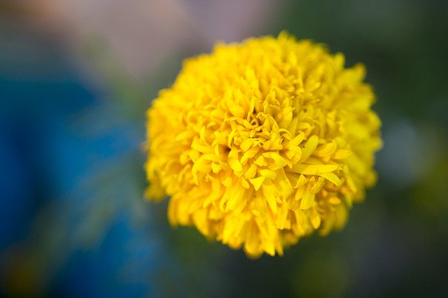 Free download Marigold Garden Flower free photo template to be edited with GIMP online image editor
