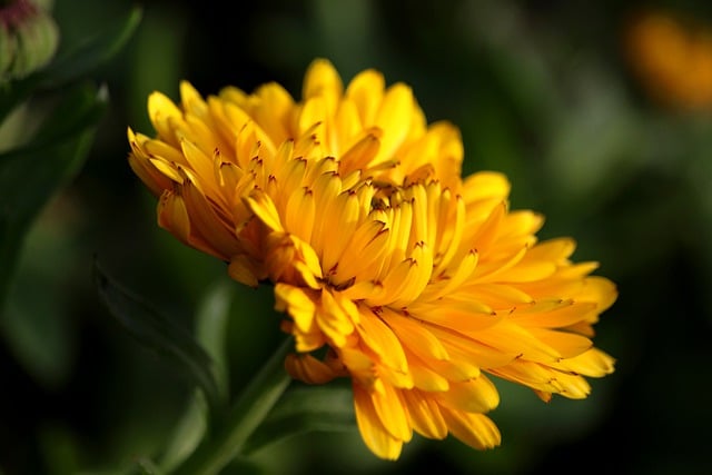 Free download marigold medicinal plant blossom free picture to be edited with GIMP free online image editor