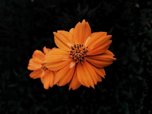 Libreng download Marigold Night Marigolds - libreng larawan o larawan na ie-edit gamit ang GIMP online na editor ng imahe