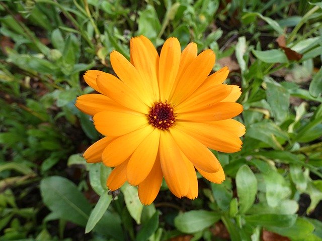 Descărcare gratuită Marigold Orange Close Up Medicinal - fotografie sau imagini gratuite pentru a fi editate cu editorul de imagini online GIMP