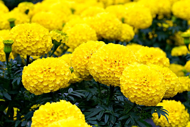 دانلود رایگان عکس گل های نارنجی گل همیشه بهار برای ویرایش با ویرایشگر تصویر آنلاین رایگان GIMP