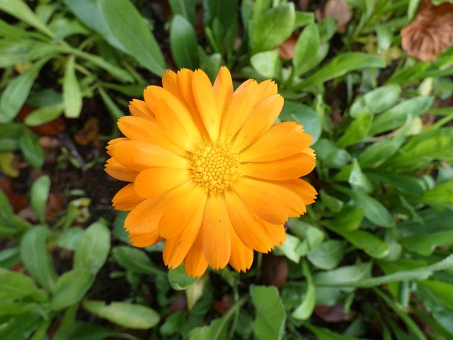Free picture Marigold Orange Petals Medicinal -  to be edited by GIMP free image editor by OffiDocs