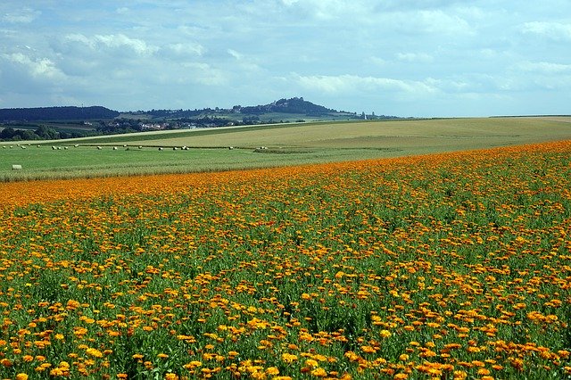 Descarga gratuita Marigold Otzberg Hay Bales - foto o imagen gratuita para editar con el editor de imágenes en línea GIMP