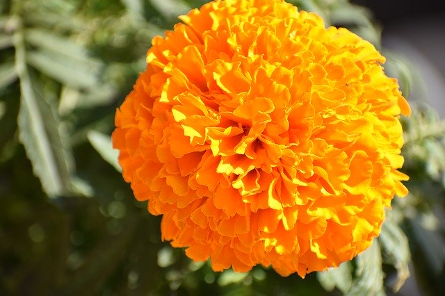 Free download Marigold Plant Garden -  free photo or picture to be edited with GIMP online image editor