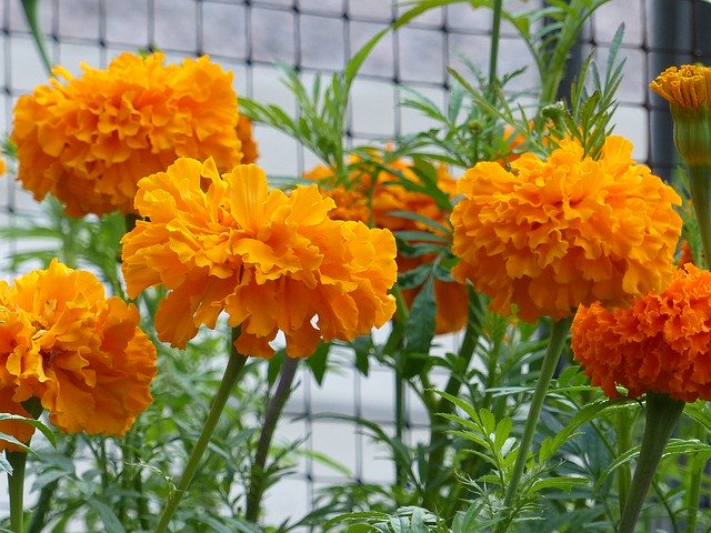 Free download Marigolds Orange Color -  free photo or picture to be edited with GIMP online image editor