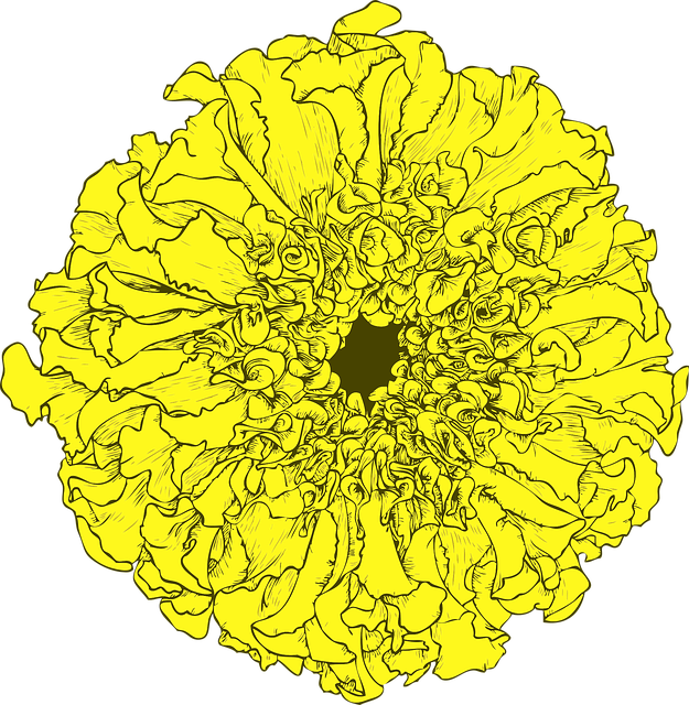 Free download Marigold Tagetes Flower - Free vector graphic on Pixabay free illustration to be edited with GIMP free online image editor