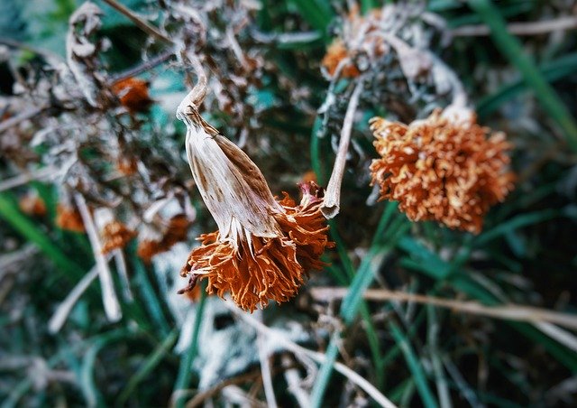 Muat turun percuma Marigold Withered Plant - foto atau gambar percuma percuma untuk diedit dengan editor imej dalam talian GIMP