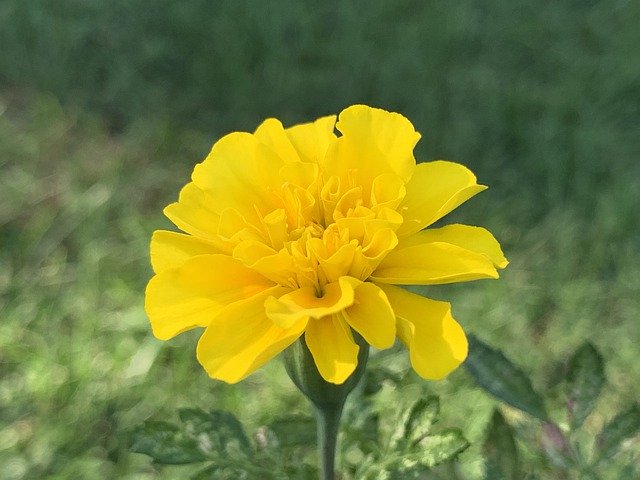 Free download Marigold Yellow -  free photo or picture to be edited with GIMP online image editor