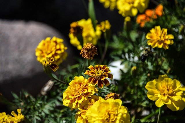 무료 다운로드 Marigold Yellow Bee - 무료 사진 또는 GIMP 온라인 이미지 편집기로 편집할 수 있는 사진