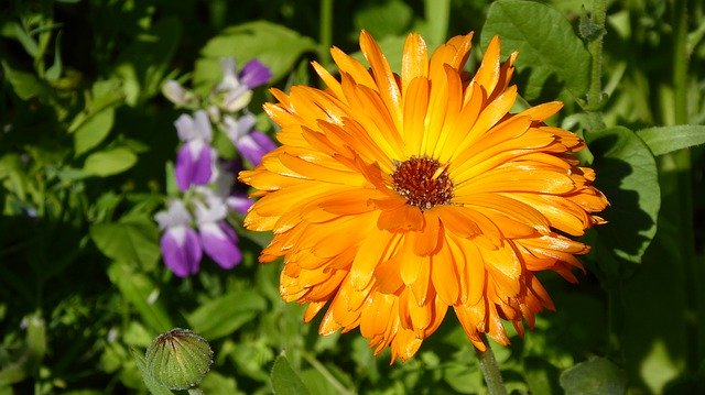 Free download Marigold Yellow Blossom -  free photo or picture to be edited with GIMP online image editor