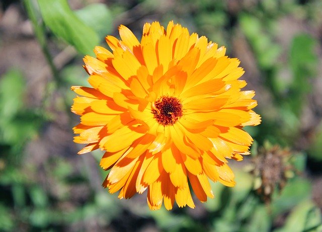 Téléchargement gratuit de Marigold Yellow Nature - photo ou image gratuite à éditer avec l'éditeur d'images en ligne GIMP