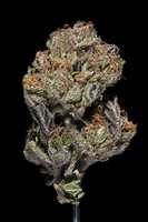 Free download MARIJUANA FLOWERS UPCLOSE free photo or picture to be edited with GIMP online image editor