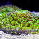 marine life  screen for extension Chrome web store in OffiDocs Chromium