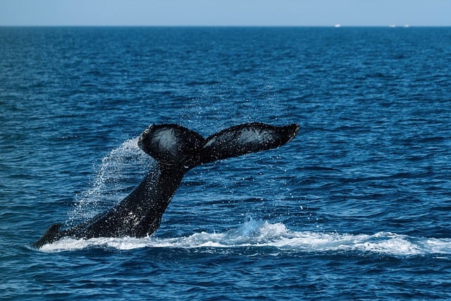 Free download marine whale species wildlife sea free picture to be edited with GIMP free online image editor