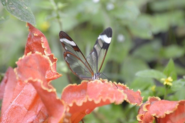 Kostenloser Download Mariposa Nature Butterfly - kostenloses Foto oder Bild zur Bearbeitung mit GIMP Online-Bildbearbeitung