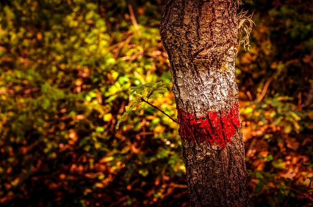 Free download marker tree oak red and white paint free picture to be edited with GIMP free online image editor