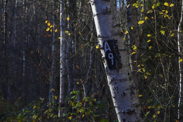 Free download mark marked trail a9 forest nature free picture to be edited with GIMP free online image editor