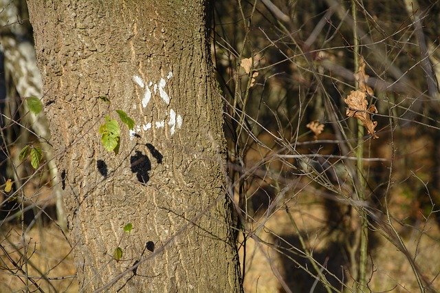 Free download mark marked trail x arrow forest free picture to be edited with GIMP free online image editor