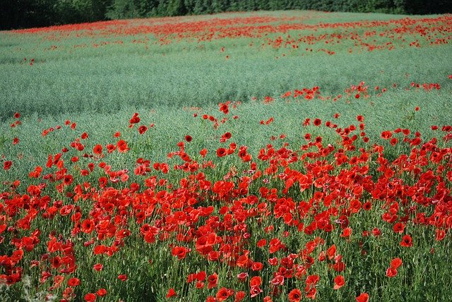 Free download Mark Poppies Flowers -  free photo or picture to be edited with GIMP online image editor