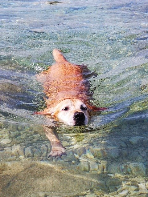 Free download Marley Dog Swimmer -  free photo or picture to be edited with GIMP online image editor
