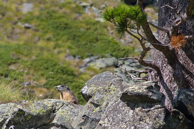 Free download marmot alpine marmot rodent animal free picture to be edited with GIMP free online image editor