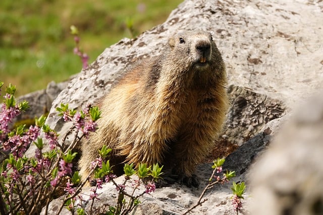 Free download marmot alps alpine marmot animal free picture to be edited with GIMP free online image editor