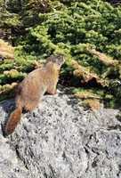 Free download Marmot At James Peak Lake By TJ Burr 06 22 2020 free photo or picture to be edited with GIMP online image editor