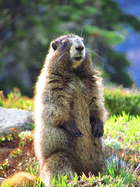 Download gratuito Marmot Grass Animal - foto o immagine gratuita da modificare con l'editor di immagini online di GIMP