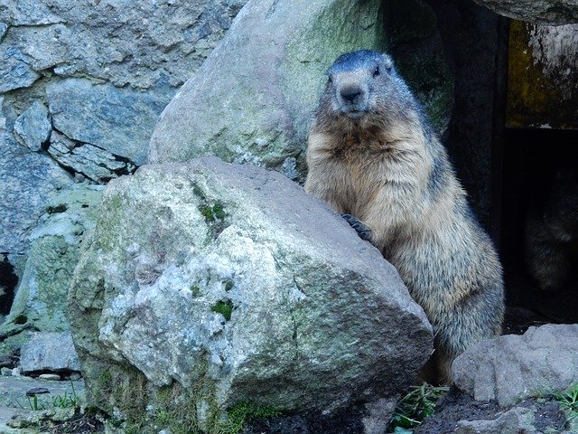 Téléchargement gratuit de Marmot Groundhog Posing - photo ou image gratuite à éditer avec l'éditeur d'images en ligne GIMP