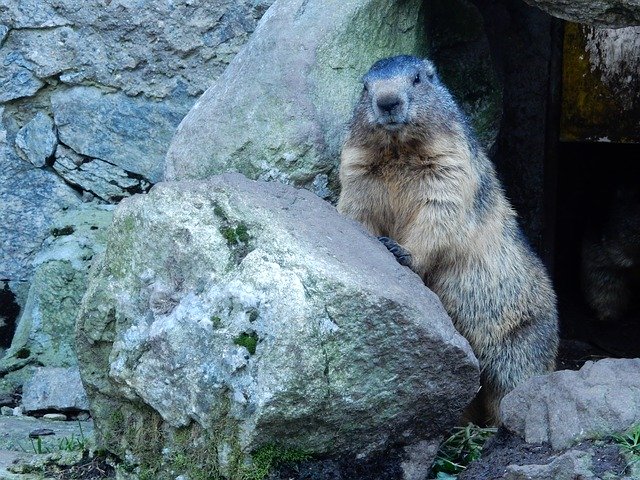 Unduh gratis Marmot Groundhog Posing - foto atau gambar gratis untuk diedit dengan editor gambar online GIMP