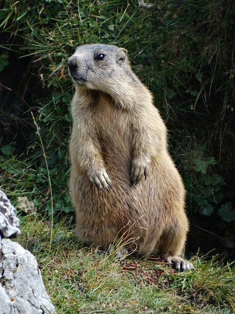 Free download marmot groundhog rodent animal free picture to be edited with GIMP free online image editor