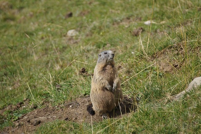 Free download marmot rodent alm alpine meadow free picture to be edited with GIMP free online image editor