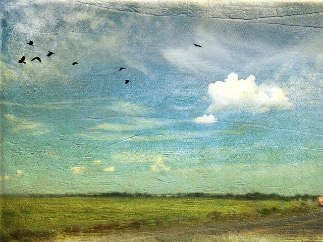 Free download Marsh Birds Shorebird -  free illustration to be edited with GIMP free online image editor