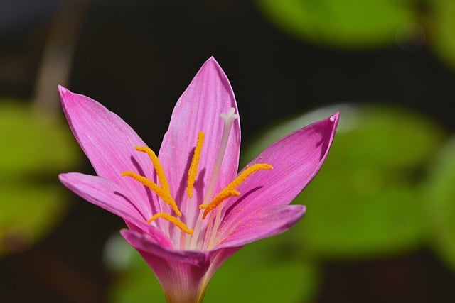 Free download marsh crocus blossom bloom pond free picture to be edited with GIMP free online image editor