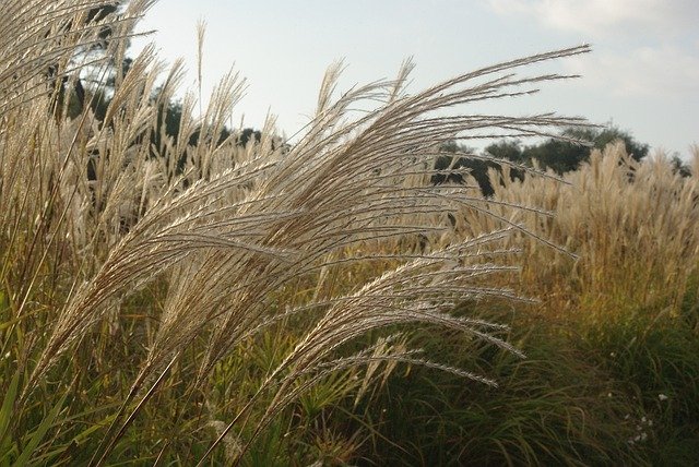 Free download Marsh Grass Stems -  free photo or picture to be edited with GIMP online image editor