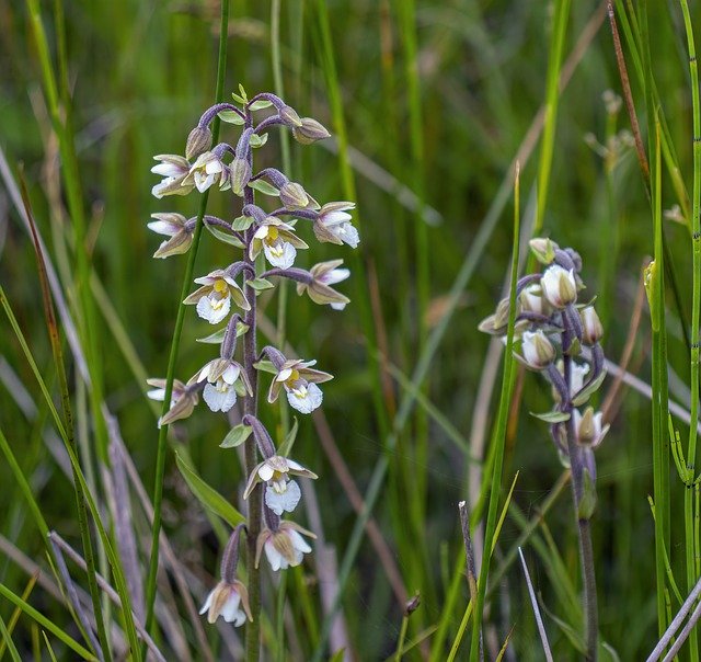 Muat turun percuma Marsh-Helleborine Orchid Summer - foto atau gambar percuma untuk diedit dengan editor imej dalam talian GIMP