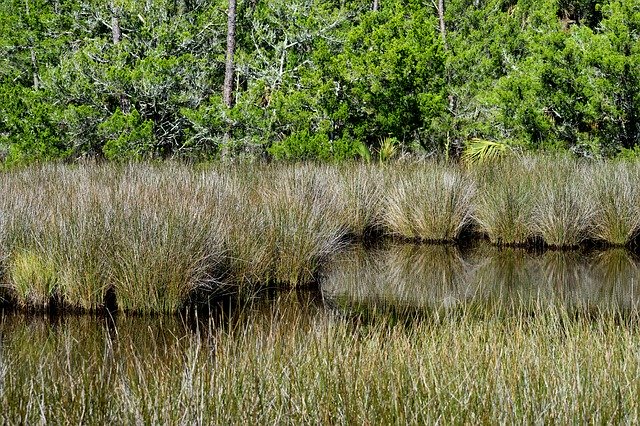 Descarga gratuita Marshland Swamp Environment: foto o imagen gratuita para editar con el editor de imágenes en línea GIMP