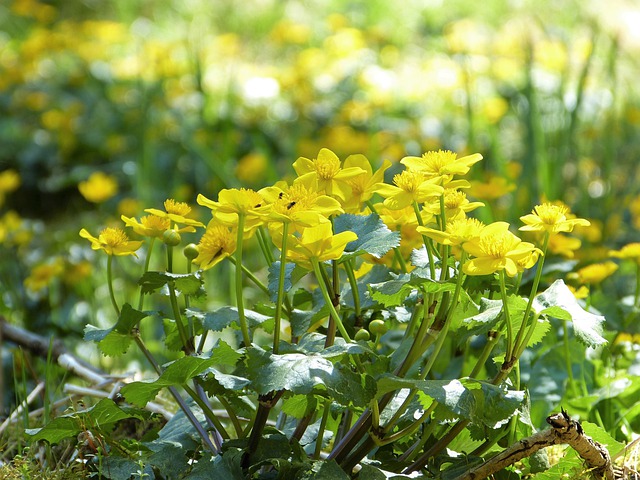 Free download marsh marigold flowers plant free picture to be edited with GIMP free online image editor