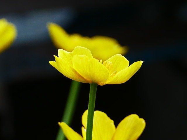 Scarica gratuitamente Marsh Marigold Flower Spring: foto o immagine gratuita da modificare con l'editor di immagini online GIMP