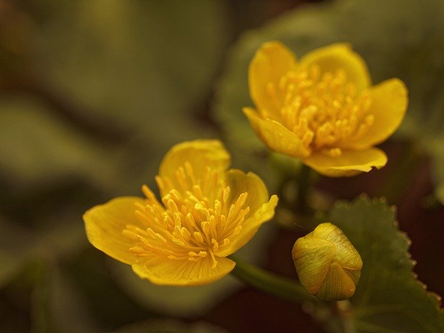 Free download Marsh Marigold Golden Flowers -  free photo or picture to be edited with GIMP online image editor