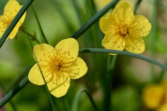 Free download marsh marigold yellow flowers petals free picture to be edited with GIMP free online image editor