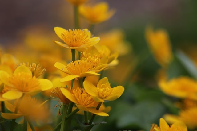 Free download marsh marigold yolk flower free picture to be edited with GIMP free online image editor
